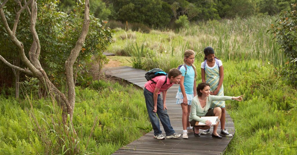 Camp counselor with a clipboard pointing out wildlife to three children on a boardwalk trail through green wetlands
